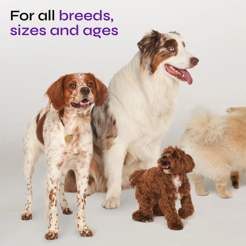 Dog UTI Treatment