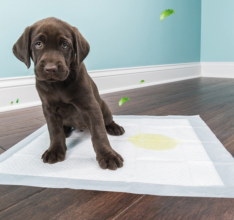 Disposable Pet Diapers