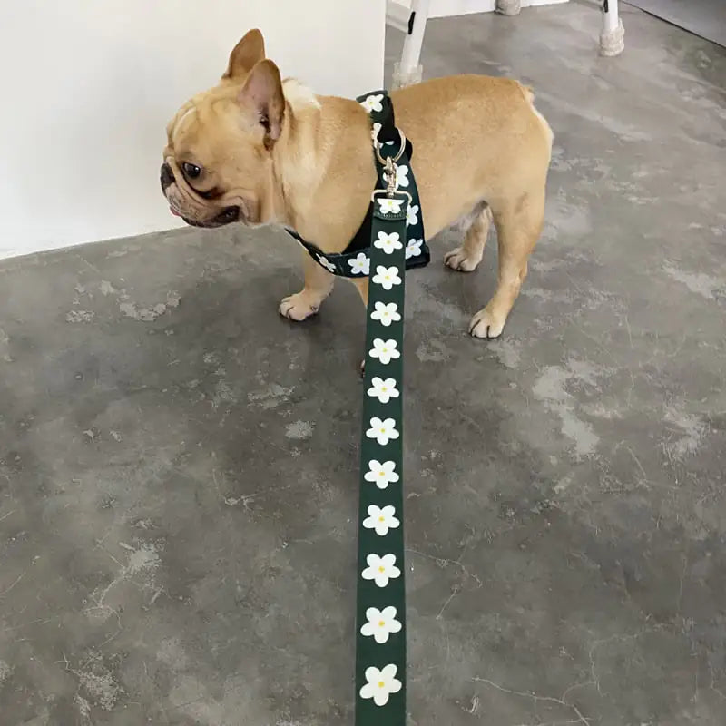 Adult Dog Leash